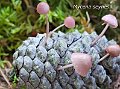 Mycena seynii-amf1322